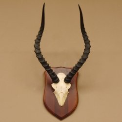 Impala Antilope (Aepyceros) Schädeltrophäe Trophäe HL 49 cm auf Trophäenschild 88.4.61