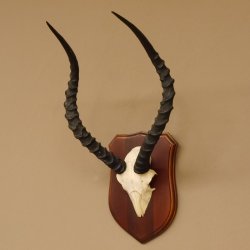 Impala Antilope (Aepyceros) Schädeltrophäe Trophäe HL 49 cm auf Trophäenschild 88.4.61