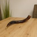 1 Stück Kudu Aussenhorn glanzpoliert mini Neu H 51 cm 80.20.5.13