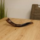 1 Stück Kudu Aussenhorn glanzpoliert mini Neu H 51 cm 80.20.5.13