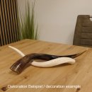 1 Stück Kudu Aussenhorn glanzpoliert mini Neu H 51 cm 80.20.5.13