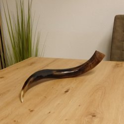 1 Stück Kudu Aussenhorn glanzpoliert mini Neu H 51 cm 80.20.5.13