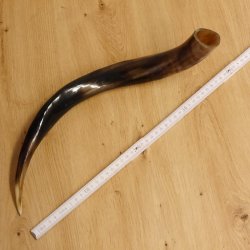 1 Stück Kudu Aussenhorn glanzpoliert mini Neu H 51 cm 80.20.5.13