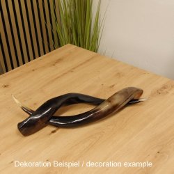 1 Stück Kudu Aussenhorn glanzpoliert mini Neu H 51 cm 80.20.5.13