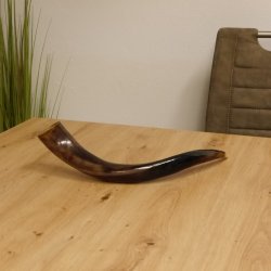 1 Stück Kudu Aussenhorn glanzpoliert mini Neu H 51 cm 80.20.5.13