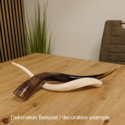 1 Stück Kudu Aussenhorn glanzpoliert mini Neu H 51 cm 80.20.5.13
