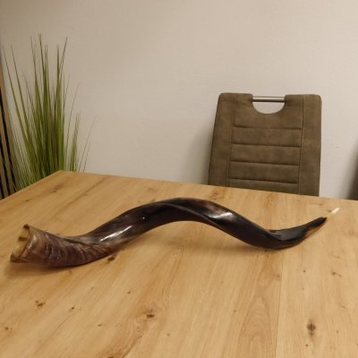1 Stück Kudu Aussenhorn glanzpoliert medium Neu H 77 cm 80.20.5.19