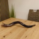 1 Stück Kudu Aussenhorn glanzpoliert medium Neu H 77 cm 80.20.5.19
