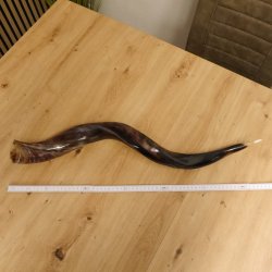 1 Stück Kudu Aussenhorn glanzpoliert medium Neu H 77 cm 80.20.5.19