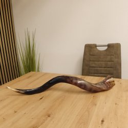1 Stück Kudu Aussenhorn glanzpoliert medium Neu H 77 cm 80.20.5.19