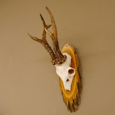 Rehgeweih 6 er hochkapitaler Rehbock Bock Reh Geweih Gehörn Birke Trophäenschild