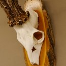 Rehgeweih 6 er hochkapitaler Rehbock Bock Reh Geweih Gehörn Birke Trophäenschild