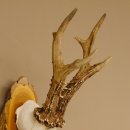 Rehgeweih 6 er hochkapitaler Rehbock Bock Reh Geweih Gehörn Birke Trophäenschild