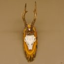 Rehgeweih 6 er hochkapitaler Rehbock Bock Reh Geweih Gehörn Birke Trophäenschild