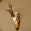 Rehgeweih 6 er hochkapitaler Rehbock Bock Reh Geweih Gehörn Birke Trophäenschild
