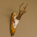 Rehgeweih 6 er hochkapitaler Rehbock Bock Reh Geweih Gehörn Birke Trophäenschild