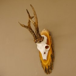 Rehgeweih 6 er hochkapitaler Rehbock Bock Reh Geweih Gehörn Birke Trophäenschild