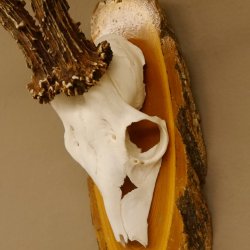 Rehgeweih 6 er hochkapitaler Rehbock Bock Reh Geweih Gehörn Birke Trophäenschild