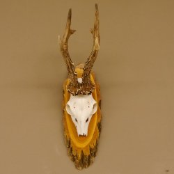 Rehgeweih 6 er hochkapitaler Rehbock Bock Reh Geweih Gehörn Birke Trophäenschild