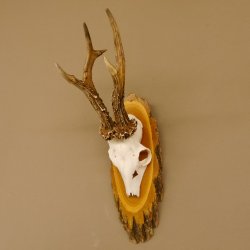 Rehgeweih 6 er hochkapitaler Rehbock Bock Reh Geweih Gehörn Birke Trophäenschild