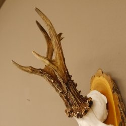 Rehgeweih 6 er hochkapitaler Rehbock Bock Reh Geweih Gehörn Birke Trophäenschild