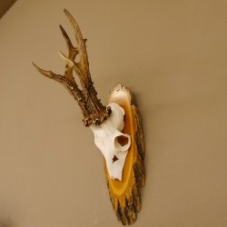 Rehgeweih 6 er hochkapitaler Rehbock Bock Reh Geweih Gehörn Birke Trophäenschild