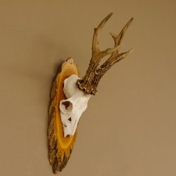 Rehgeweih 6 er hochkapitaler Rehbock Bock Reh Geweih Gehörn Birke Trophäenschild