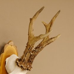 Rehgeweih 6 er hochkapitaler Rehbock Bock Reh Geweih Gehörn Birke Trophäenschild