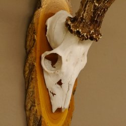 Rehgeweih 6 er hochkapitaler Rehbock Bock Reh Geweih Gehörn Birke Trophäenschild