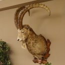 Steinbock Bock Kopfpräparat HL 113 cm Kopf Schulter Präparat 85.1.32