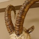 Steinbock Bock Kopfpräparat HL 113 cm Kopf Schulter Präparat 85.1.32