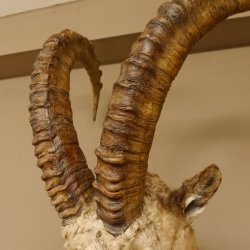 Steinbock Bock Kopfpräparat HL 113 cm Kopf Schulter Präparat 85.1.32