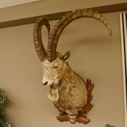 Steinbock Bock Kopfpräparat HL 113 cm Kopf Schulter Präparat 85.1.32