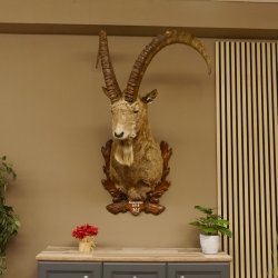 Steinbock Bock Kopfpräparat HL 113 cm Kopf Schulter Präparat 85.1.32