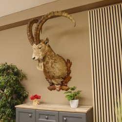 Steinbock Bock Kopfpräparat HL 113 cm Kopf Schulter Präparat 85.1.32