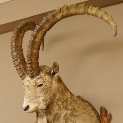 Steinbock Bock Kopfpräparat HL 113 cm Kopf Schulter Präparat 85.1.32
