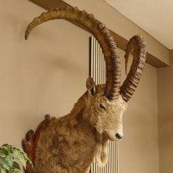 Steinbock Bock Kopfpräparat HL 113 cm Kopf Schulter Präparat 85.1.32