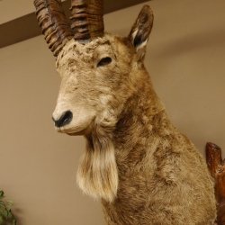 Steinbock Bock Kopfpräparat HL 113 cm Kopf Schulter Präparat 85.1.32
