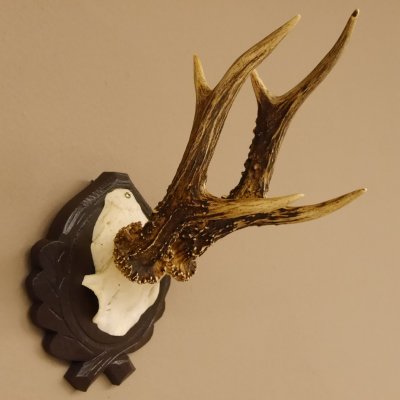 Rehgeweih 6 er Rehbock Gewicht 353 g Bock Reh Geweih Gehörn geschnitztem Trophäenschild