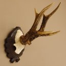 Rehgeweih 6 er Rehbock Gewicht 353 g Bock Reh Geweih Gehörn geschnitztem Trophäenschild