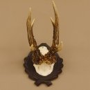 Rehgeweih 6 er Rehbock Gewicht 353 g Bock Reh Geweih Gehörn geschnitztem Trophäenschild