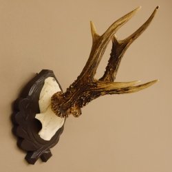 Rehgeweih 6 er Rehbock Gewicht 353 g Bock Reh Geweih Gehörn geschnitztem Trophäenschild