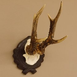 Rehgeweih 6 er Rehbock Gewicht 353 g Bock Reh Geweih Gehörn geschnitztem Trophäenschild