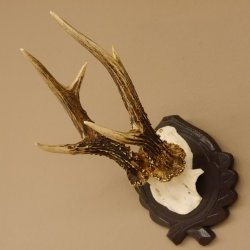Rehgeweih 6 er Rehbock Gewicht 353 g Bock Reh Geweih Gehörn geschnitztem Trophäenschild