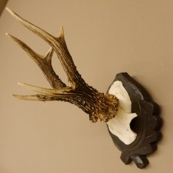 Rehgeweih 6 er Rehbock Gewicht 353 g Bock Reh Geweih Gehörn geschnitztem Trophäenschild
