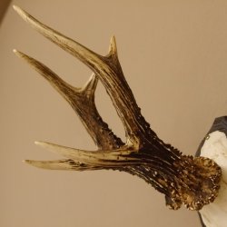 Rehgeweih 6 er Rehbock Gewicht 353 g Bock Reh Geweih Gehörn geschnitztem Trophäenschild
