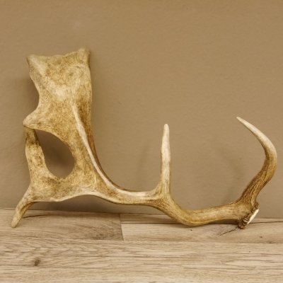 Damhirschstange Länge 43 cm Hirsch Damhirsch Geweih Stange 73.1.190