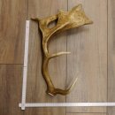 Damhirschstange Länge 43 cm Hirsch Damhirsch Geweih Stange 73.1.190