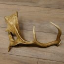 Damhirschstange Länge 43 cm Hirsch Damhirsch Geweih Stange 73.1.190