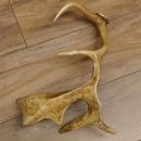 Damhirschstange Länge 43 cm Hirsch Damhirsch Geweih Stange 73.1.190